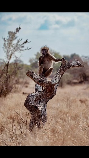 Baboons in Their Natural Habitat: A Fascinating Look