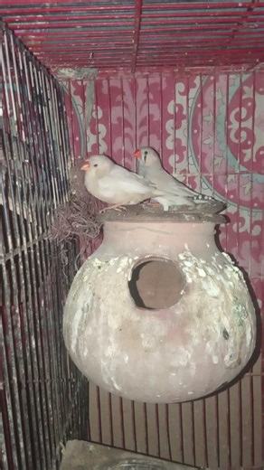 Mutation Finch breeder pair