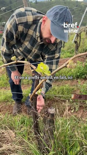 Tu sais comment pousse la vigne ? La technique du surgreffage 🍇