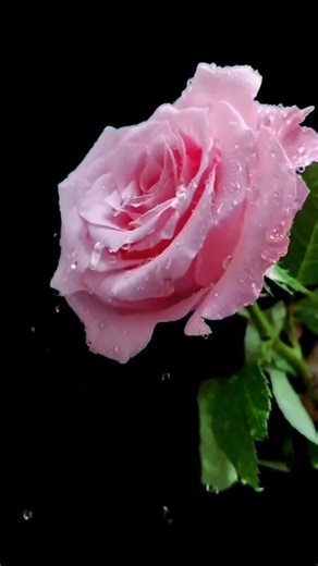 3.7K views · 302 reactions | #pretty rose  | I love roses and followers | Facebook