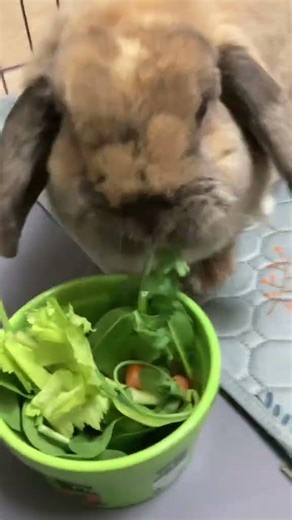 Saint Patrick’s day dinner 🍽️