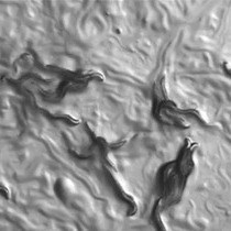 Vidéo: Dosage de la chimiotaxie chez Caenorhabditis elegans