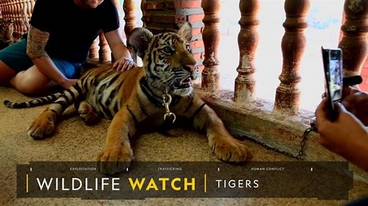 What's Driving Tigers Toward Extinction?