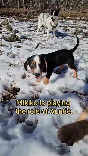 Puppies Love rescue dogs