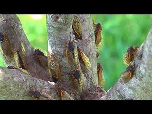 Cicadas feed and pee