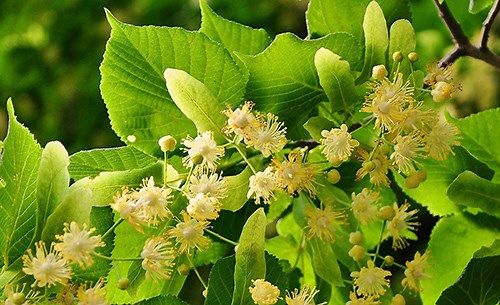 8 Amazing Linden Flower Benefits: Excellent Sedative Used For Nervousness; It Protects The Heart And A Lot More.