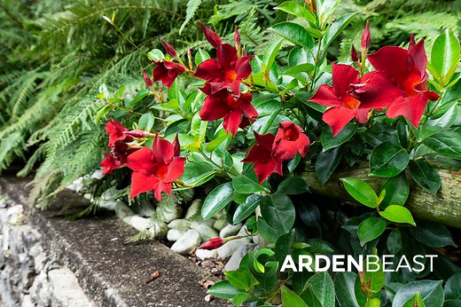 Mandevilla Guide: How to Grow & Care for Vining Mandevilla Plants