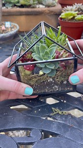 2.3K views · 32 reactions | Let’s make a succulent terrarium house  | Unique Succulent Designs | Facebook