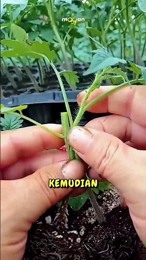 Tomato Seedling Grafting Process 🍅🍅 #farming #tips