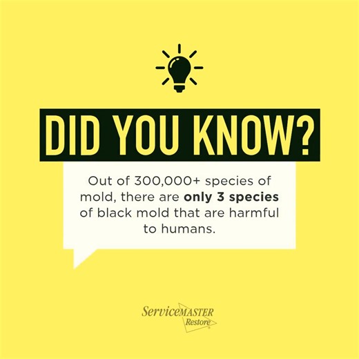 Did you know? When you spot any mold, know you can rely on ServiceMaster Restore to take care of it and your belongings! | ServiceMaster Fire, Water and Wind Damage Restoration