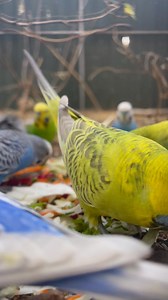 Lots of waddly and beaky action enjoying some shredded vegies ❤️ even an appearance from Pudge! Thanks to everyone who's voted in the poll so far! Budgies seem to be the most popular (no arguments here 😉). We do our best to keep a mix of content, and will keep doing that, but just wanted to know if there is a preference. #accessibility video description: some vegies are scattered near the edge of the aviary, lots of budgies are waddling around pecking at different bits. Some underfluffies are s