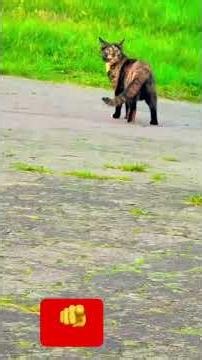 #هشتاقات #لايك #قرآن #animals