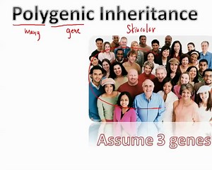 07 Polygenic Inheritance (IB Biology)