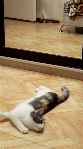 😹 Cats Seeing Themselves in Mirror for the First Time | Hilarious Reactions Watch these adorable