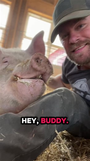 Remembering Adam: A Rescue Pig's Legacy