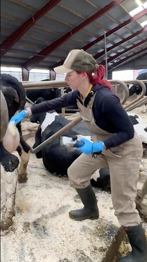 ✂️🐄 Cow Grooming 101: Why Tail Trimming Matters – Farm Girl Explains 👍