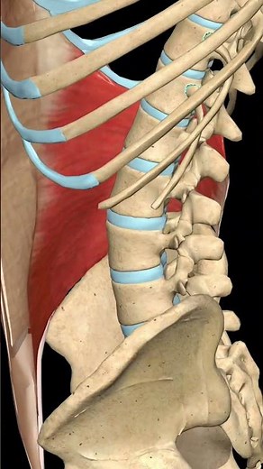 Internal Oblique Muscle: Trunk Ipsilateral Rotation Explained | 3D Anatomy