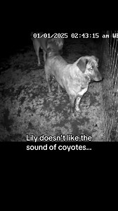 Coyotes mating season has begun #livestockguardiandog #anatolianshepherd #farm #coyotes | Raventree Ranch
