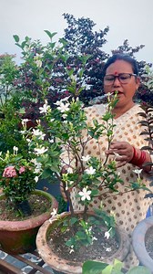 Just look at this beautiful Sri Lankan Tagar in full bloom! 😍🌸 With its pure white petals and heavenly fragrance, this plant brings such peace and charm to any garden. Whether you call it Tagar, Crepe Jasmine, or ‘Wathu Sudda’—there’s no denying its timeless beauty. It thrives in sunlight, loves tropical weather, and blooms almost year-round with the right care. Tagar isn’t just a flower—it’s a mood! Have you grown Tagar in your garden? Share your blooms below! 🌿👇 #SriLankanTagar #CrepeJasmi