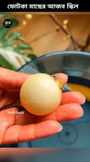 50K views · 206 reactions | Amazing Skills of Blowfish  #fish #blowfish #pufferfish #shorts #rozafacts | Roza Facts | Facebook