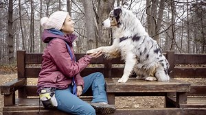 Un parc de loisirs pour chien en projet près de Reims
