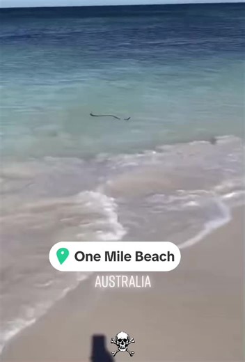 Exploring Australia's Beaches and Sea Snakes Guide