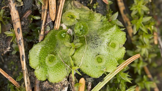 What is liverwort? | Britannica