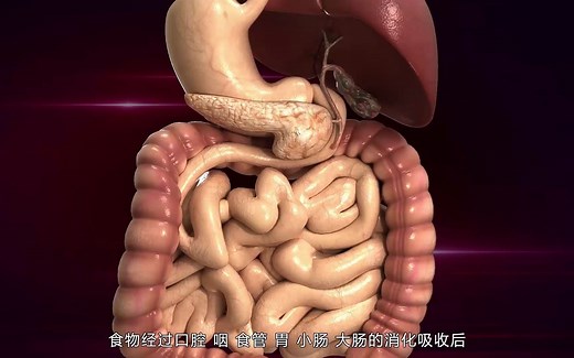 医维度3D人体解剖九大系统之消化系统