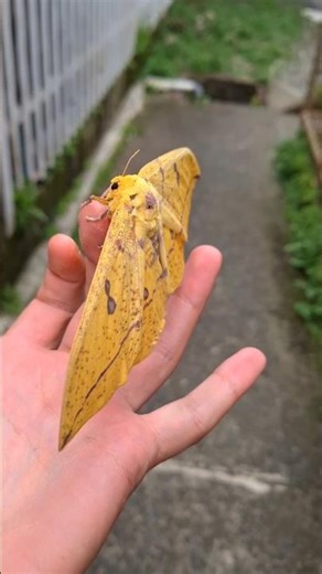 Giant Imperial Moth in Costa Rica 🦋 #butterfly #nature #shorts #nature #butterflyphoto #quepos