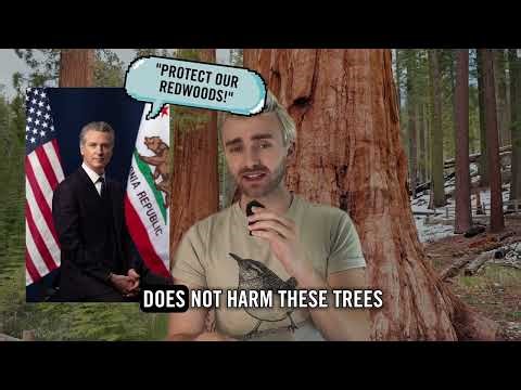 Protect Redwoods from Highway Expansion