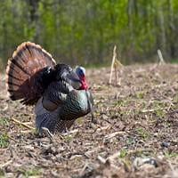 Wisconsin DNR: Preliminary totals show 4th highest spring turkey season on record