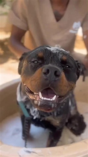 #zimtiktokers🇿🇼🇿🇼🇿🇼 #dogworldzimbabwe #southafricatiktok🇿🇦