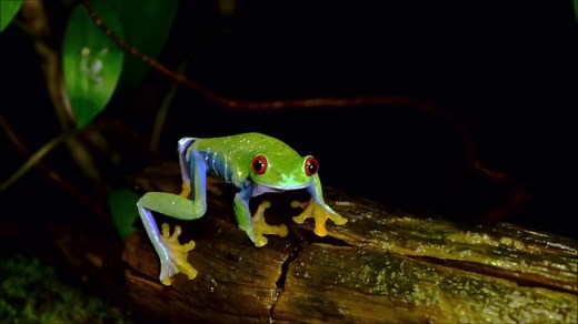 10K views · 1.6K reactions | " Rainette aux yeux rouges " La...