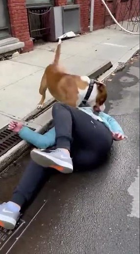 🐶🏃‍♂️ Funny Dog Chases! 😂💨