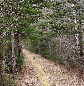 Victoriana Quilt Designs on Reels