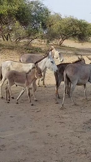 Donkey Is Crying #animal #donkey #youtubeshorts #shortvideo #donkeys #donkeykong #donkey #animals #bigdonkey #jungel Donkey Village #animal #animals #nature #pet #cute #wildlife #love #dog #pets #photography #cat #cats #naturephotography #instagram #photooftheday #dogs #animallovers #instagood #wildlifephotography #art #animalphotography #of #dogsofinstagram #petstagram #bird #catsofinstagram #puppy #birds #animalsofinstagram | The Pets