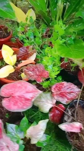 Plants grow best under the ipil-ipil tree. #gardeningtips #plantita #gardeninspiration #esterlinemaria | Esterline Maria