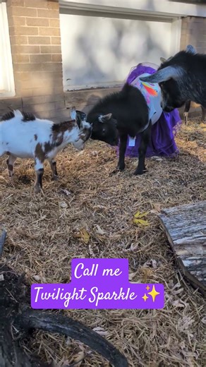 Countess Nebulina’s Rare Headbutt Training Session with Lord Flannigan #goats
