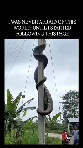 Wild Verse on Instagram: "The Green Anaconda (Eunectes murinus), a member of the boa family found in the swamps, marshes, and slow-moving streams of South America, holds the title of the heaviest snake in the world. While the Reticulated Python may occasionally grow longer, the Green Anaconda is significantly more massive, with some individuals weighing over 250 kilograms (550 pounds) and reaching thicknesses comparable to a grown man's torso. Their olive-green skin is patterned with large black