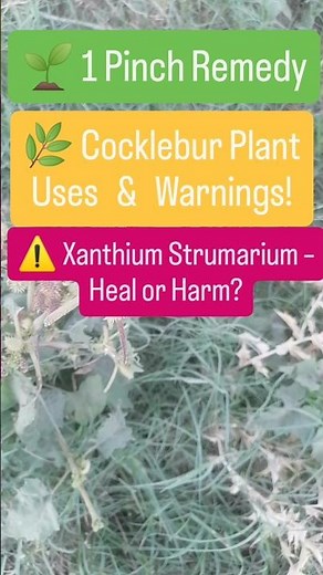 Xanthium strumarium | Cocklebur plant uses, dose & precautions | Herbal medicine