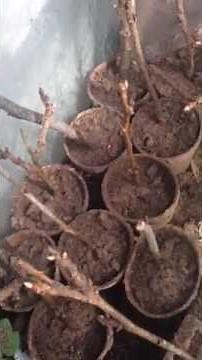 How to grow fig, citrus, paper shell pecan trees from cuttings P1.5 Cheap Mans Way