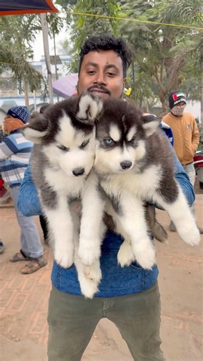 Siberian Husky Male Female Puppies 🐶 #pets #dog