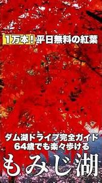 [Avoid Traffic Jams] Free on Weekdays! Complete Guide to Driving Through Lake Momiji [10,000 Autu...