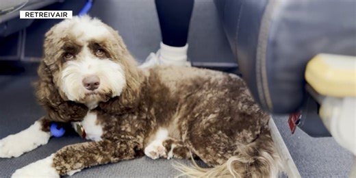 Pet-centered air travel service takes off from Scottsdale Airport