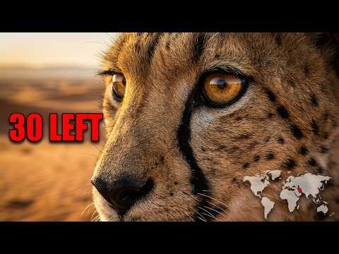 While The World Watches Iran, This Animal Is Dying