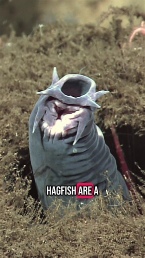 Exploring the Fascinating World of Hagfish