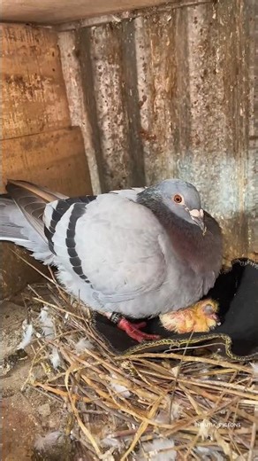 Pigeon baby loft #pigeon #clean
