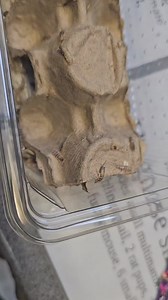 New livefood!!! Firebrat cultures in stock now! Great for mantis, jumping spiders, smaller reptiles and amphibians. Our baby beardies love them #firebrat #livefoodforreptiles #jumpingspiderfood #coasttocoastexotics #mantisfood | Coast To Coast Exotics Ltd | Facebook