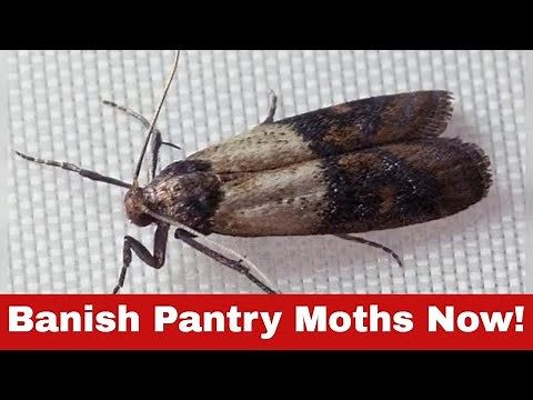 Fed Up with Bugs? Discover How to Get Rid of Pantry Moths Today!