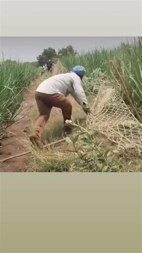 जंगली सुअर पकड़ ने का तरीका। real jungli suar pakad ne ka tricka